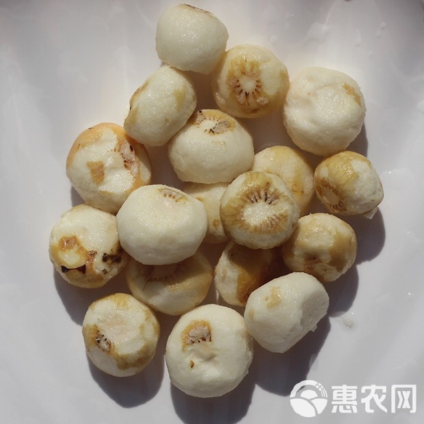珍珠马蹄 产地直供批发新鲜珍珠马蹄 去皮珍珠马蹄食用农产品 珍珠马蹄 产地直供批发新鲜珍珠马蹄 去皮珍珠马蹄食用农产品