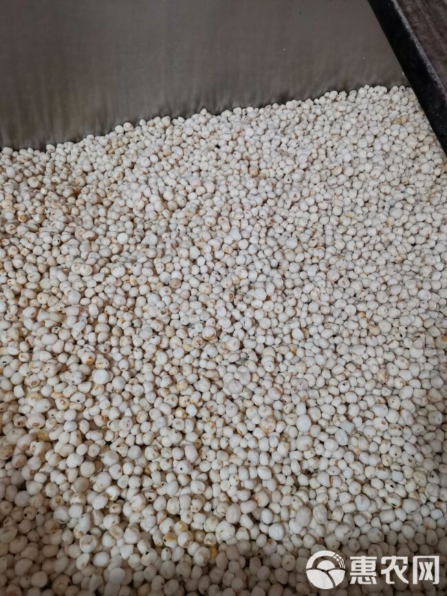 珍珠马蹄 产地直供批发新鲜珍珠马蹄 去皮珍珠马蹄食用农产品 珍珠马蹄 产地直供批发新鲜珍珠马蹄 去皮珍珠马蹄食用农产品