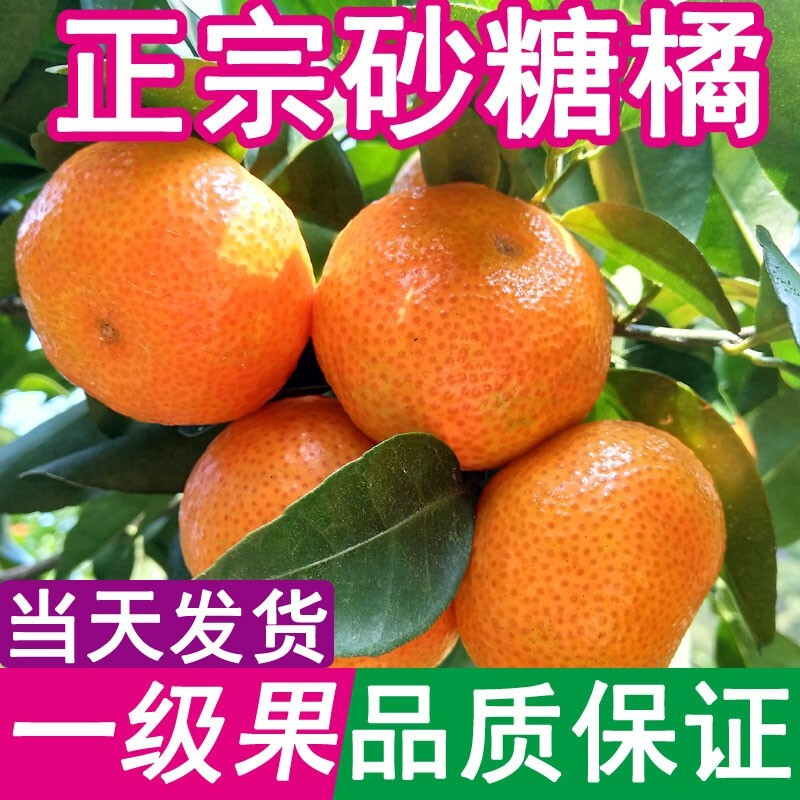 【精选果】砂糖桔广西新鲜桔子砂糖橘沙糖桔薄皮应季水果 （精选一级果）净重5斤装