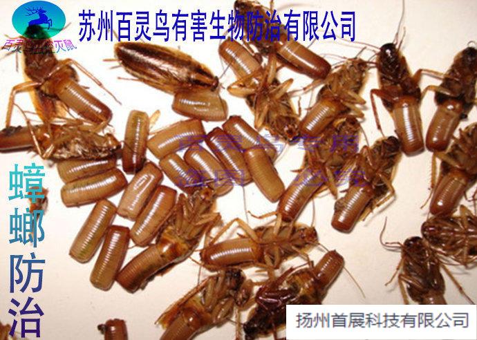 滅老鼠 滅白蟻除蟲除蟻提供除蟑螂、除蚊蠅、滅鼠服務