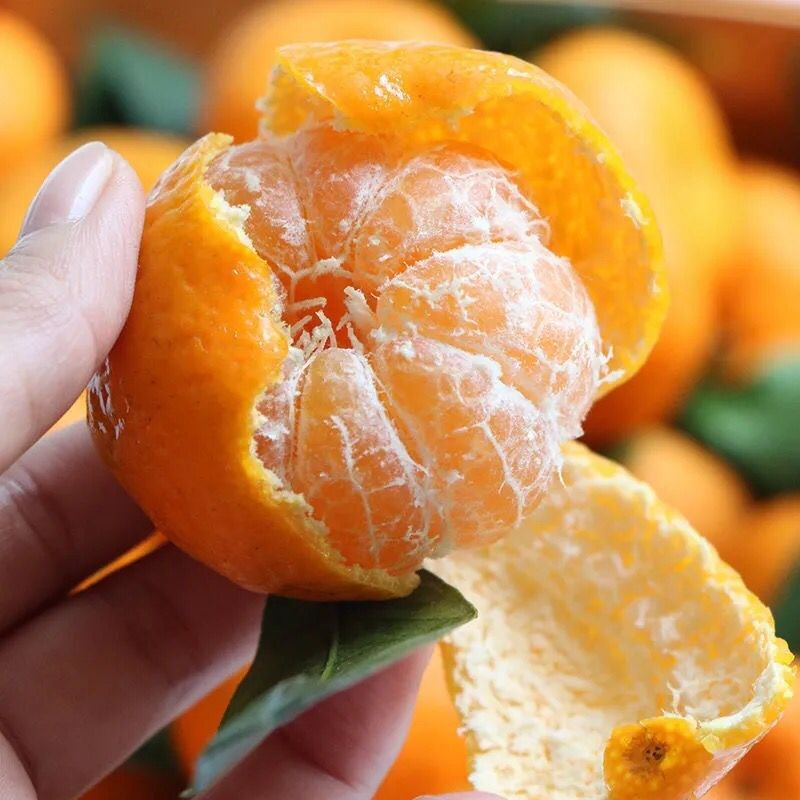 现摘砂糖小蜜桔无籽橘5斤新鲜应当季小橘子水果薄皮